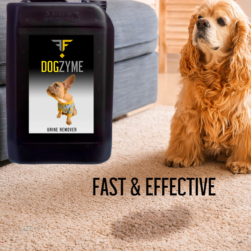 Dog urine carpet - stain, odour